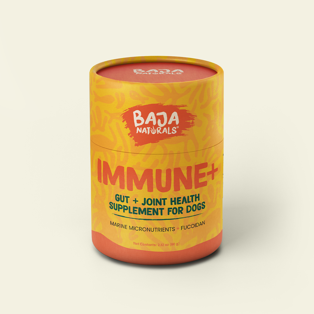 IMMUNE+ gut + joint health supplement for dogs, marine micronutrients + fucoidan, 60 g canister, front
