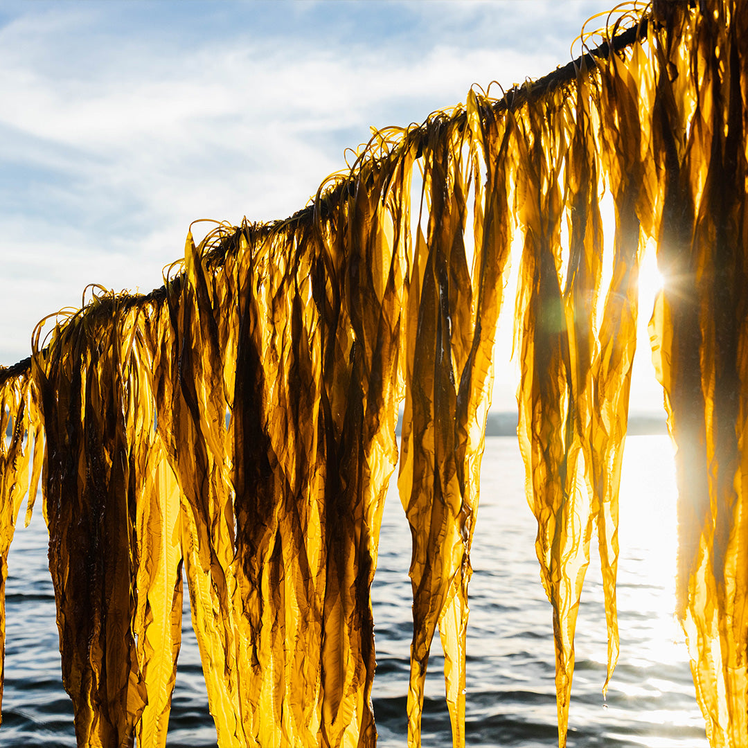 Kelp Dog Treats- Made for Sensitive Stomachs